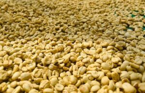 z4989737222922_b5c388bd8f8d94a09c91a24224417227 Arabica Washed