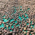 Arabica Natural