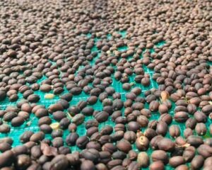 z4989737227722_bb570c7a3abb9801569c214516d37b9e Arabica Natural