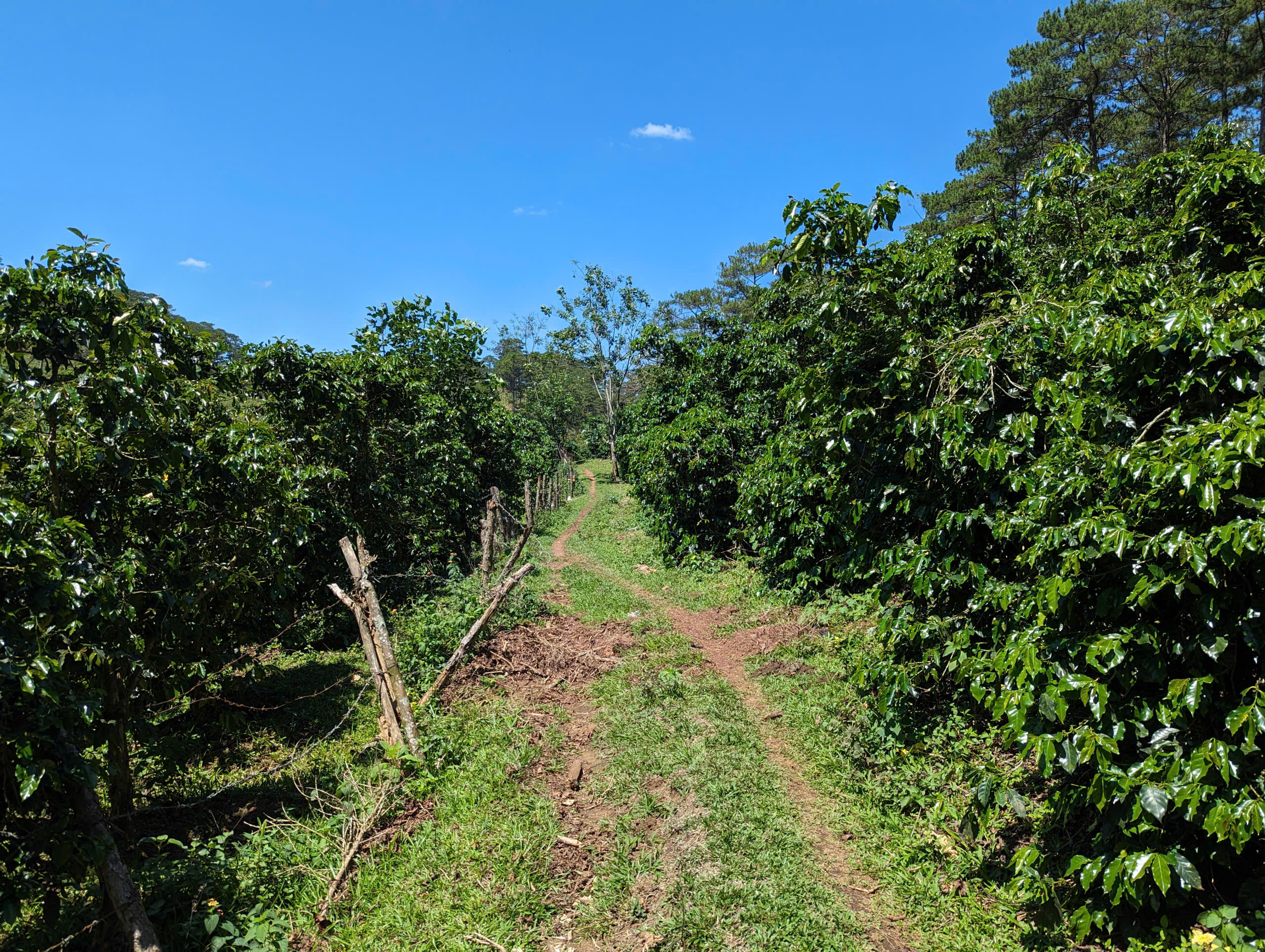 Arabica Honey